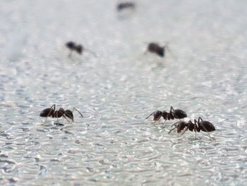 Close-up of birds flying over water