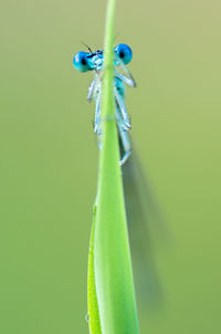 Close-up of green leaf