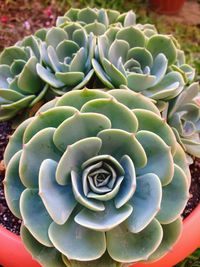 Close-up of succulent plant