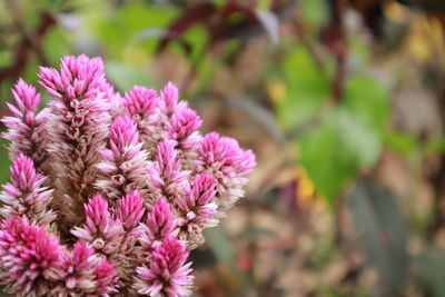 Close-up of pink flowering plants