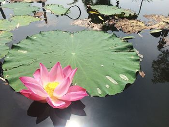 Close-up of pink lotus water lily in pond