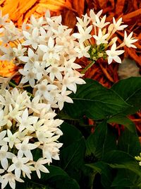 Close-up of flowers blooming outdoors