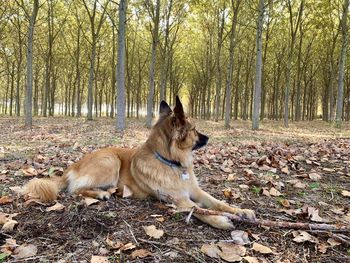 Dog on field during autumn