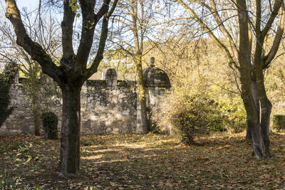 Trees growing in forest