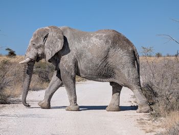 indian elephant