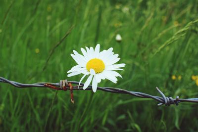 Close-up of white flowering plant