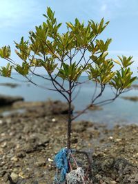 Close-up of plant on beach against sky