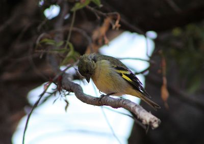 Low angle view of bird perching on tree