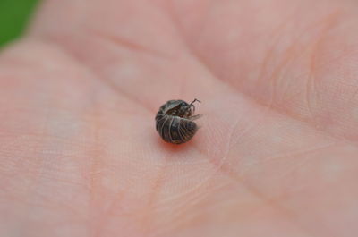Close-up of insect on hand