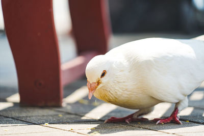 Close-up of seagull perching on a footpath