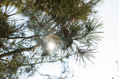 Low angle view of pine tree against sky