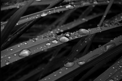 Close-up of water drops on leaf