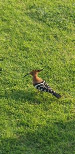 Bird perching on a field