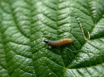 Close-up of insect on leaf