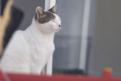 Close-up of a cat looking away