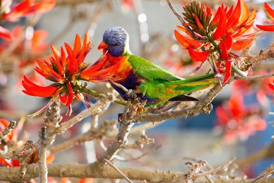 Close-up of bird perching on tree