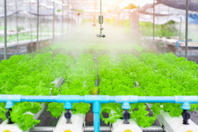 Close-up of plants growing in greenhouse