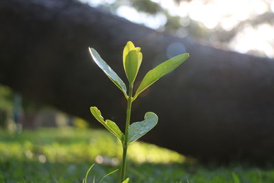 Close-up of plant growing on field