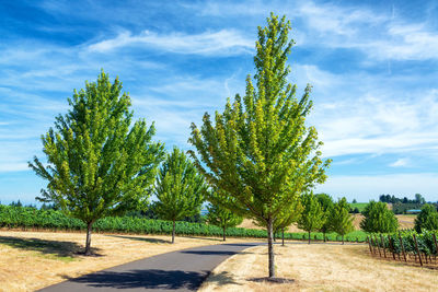 Trees growing on field against sky