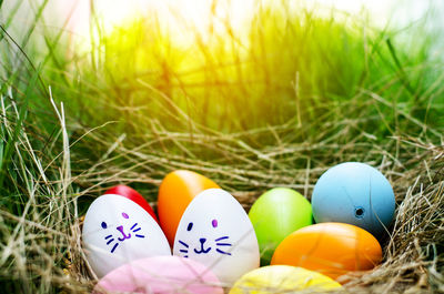 Close-up of multi colored eggs