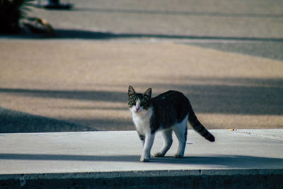 Cat walking on road