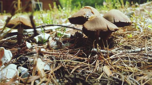 Close-up of mushroom growing on field