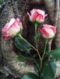 Close-up of pink flowers
