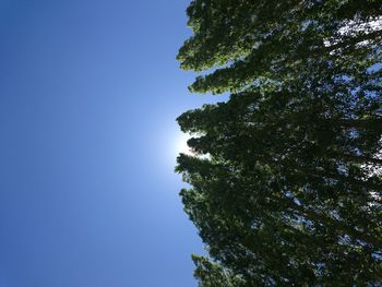 Low angle view of trees against clear blue sky