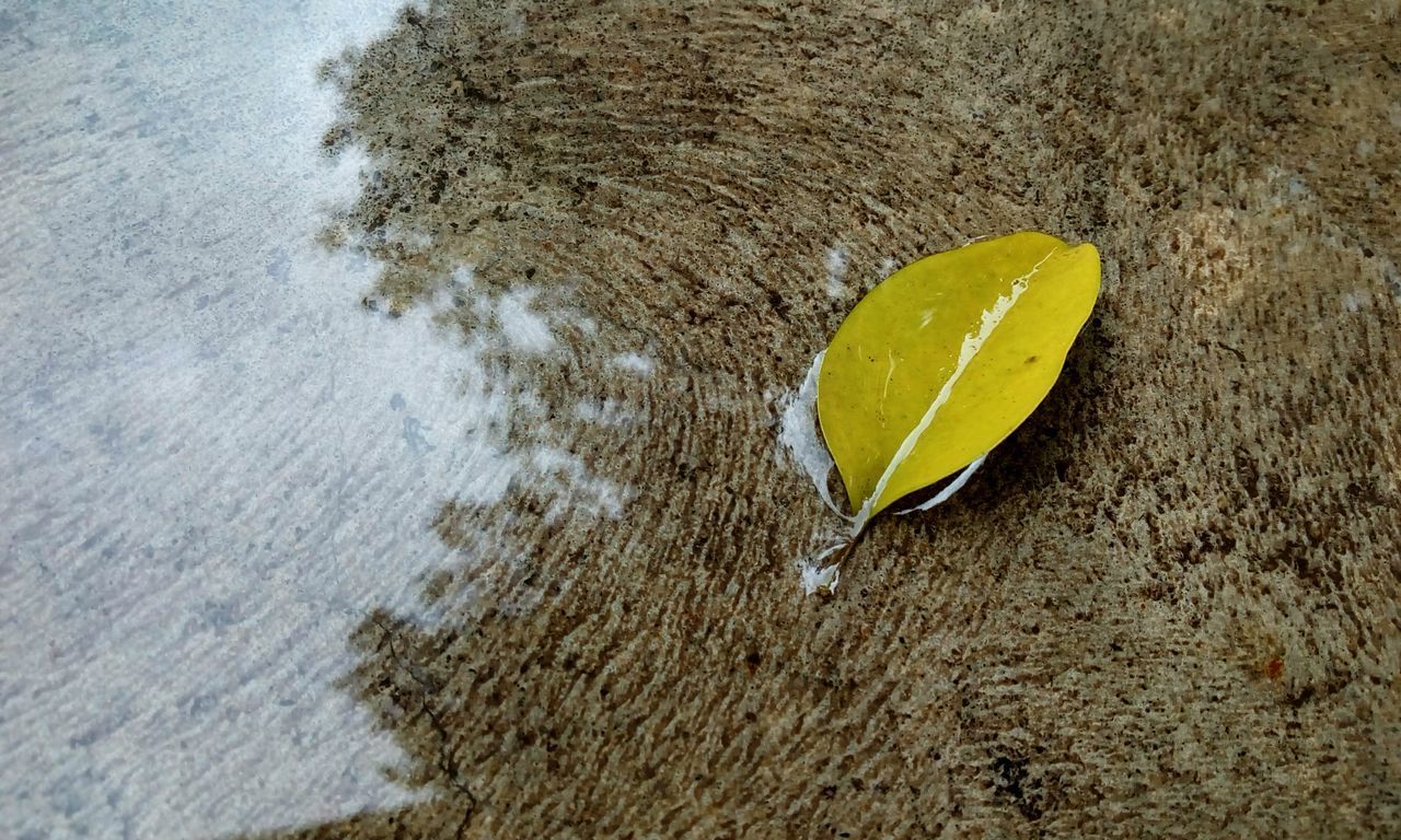 HIGH ANGLE VIEW OF LEAF ON SAND