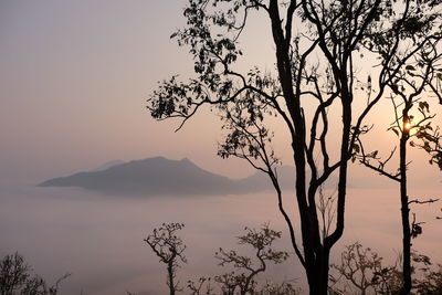 Silhouette of trees in a foggy day at sunset