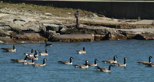 Birds flying over lake