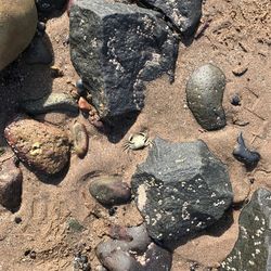 High angle view of crab on sand at beach