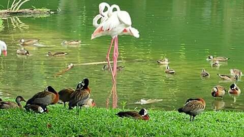 Ducks on lakeshore