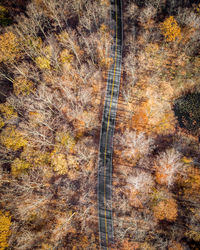 View of trees in forest