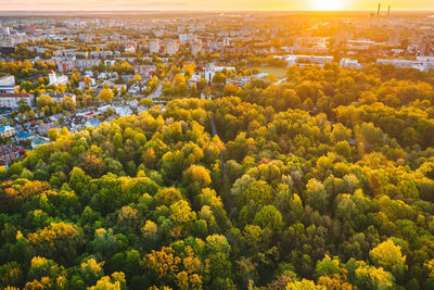 High angle view of trees and buildings in city