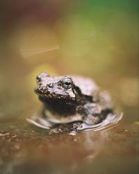 Close-up of turtle in water