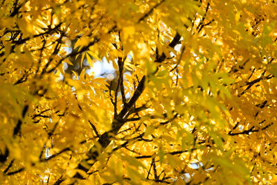 Low angle view of yellow tree during autumn