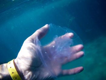 Close-up of jellyfish swimming in sea