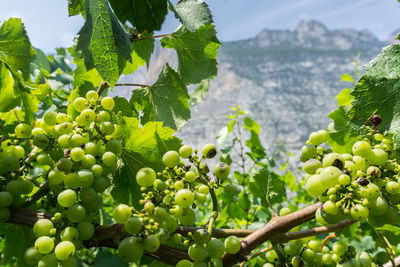 Close-up of grapes growing in vineyard