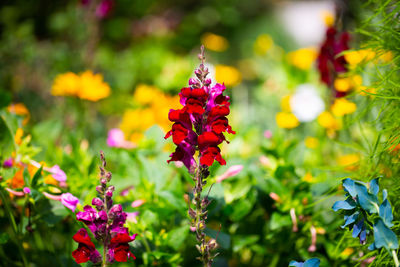 Close-up of purple flowering plants in park