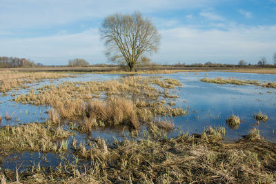 The beauty of nature - a wet meadow and dry grass, a large tree without leaves on the horizon