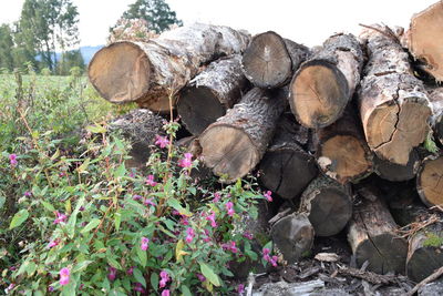 Stack of logs