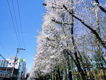 Low angle view of trees against clear sky