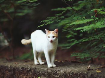 Portrait of white cat