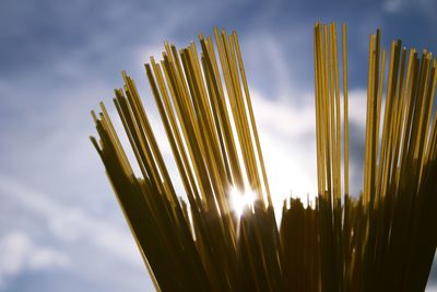 Low angle view of pasta against sky