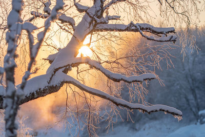 Sun shining through frozen bare tree during sunset