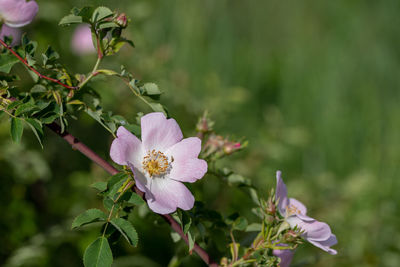 Close-up of pink flowering plant