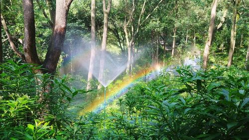 Scenic view of rainbow over trees in forest