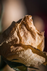 Close-up of wilted rose