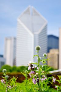 Close-up of flowers blooming in park